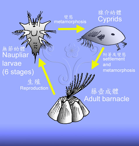 藤壺的生活週期是由浮游性的幼體與固著性的成體時期所組成