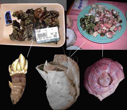 藤壺在日本及西班牙等國被視為貴重的海鮮