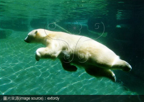 游泳中的北極熊
