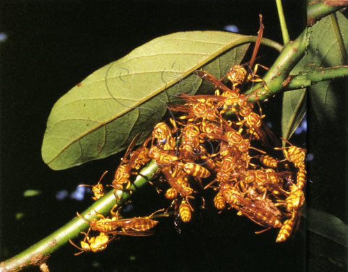 變側異腹胡蜂雌蜂創建群出現於未來築巢的位置