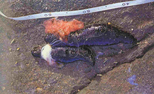 海參的生殖腺大而明顯，蕩皮參的雄性生殖腺呈乳白色，雌性生殖腺呈紅色。