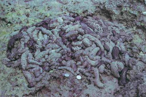 黑海參的斷裂生殖結果，讓族群主要都由未成熟的小個體組成，這也讓海洋生物學家很難去估算牠的出生、成長及死亡率。