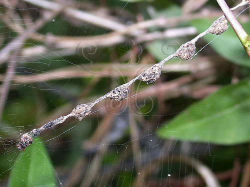 像掛在蜘蛛網上的一串珍珠似的等身模型，網子的主人就在圖中左下角。