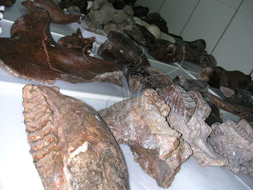 澎湖水道古菱齒象化石
