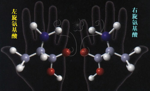 左旋氨基酸和右旋氨基酸示意圖。紅色的表示氧原子O，深藍色的表示氮原子N，深灰藍色的表示碳原子C，灰白色的表示氫原子H（取材自Joe Alper, Astronomy, Nov. 2002）。