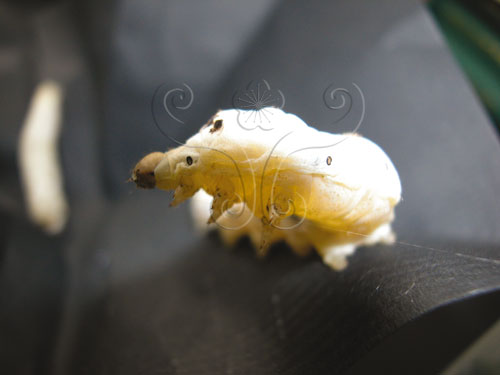 熟蠶的身體呈現白色透明是因為體內絲腺膨大的緣故。