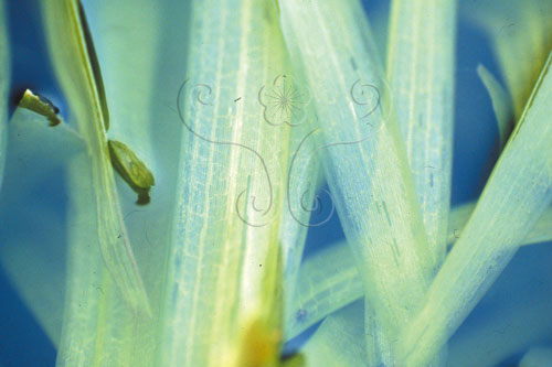 苦草是典型的沉水植物，葉子顯得透明，甚至內部的隔板構造也清晰可見。