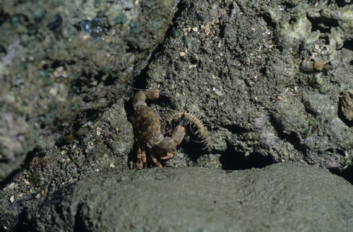 肉球皺蟹夾著蜈蚣櫛蛇尾的一隻腳在大快朵頤。