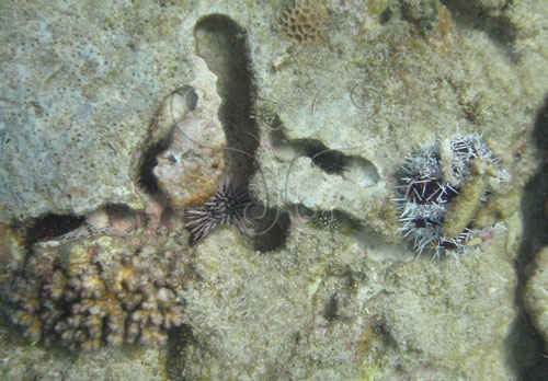 礁石上面的海膽、隧道、珊瑚有複雜的生態學故事。