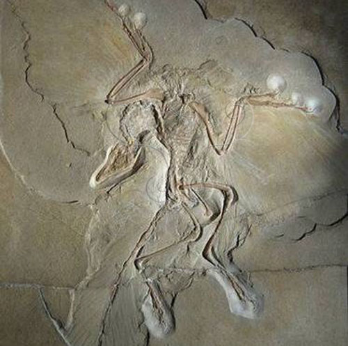 現藏於柏林自然史博物館的始祖鳥化石。