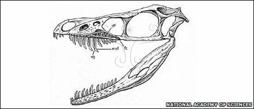 中國鳥龍具有溝槽的後毒牙。
