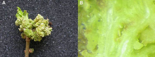 A.流蘇樹芽上不規則翠綠色瘤。B.節蜱在肉狀穴內活動。