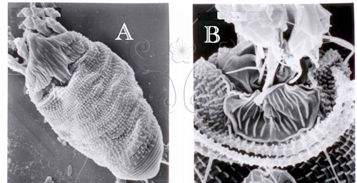 A.降真香瘤節蜱背面圖。B.降真香瘤節蜱生殖蓋片。