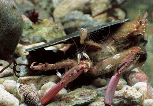 關公蟹類特化的末兩對步足常會背負貝殼等物品，因此有攜物蟹與挑夫蟹之稱。圖為四齒關公蟹。