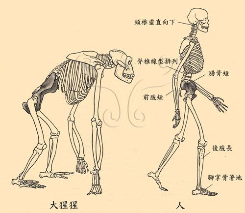 人類與大猩猩的骨骼比較。