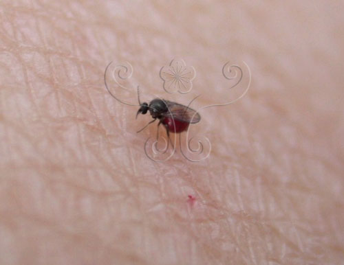 正在吸血中的小黑蚊雌蟲。