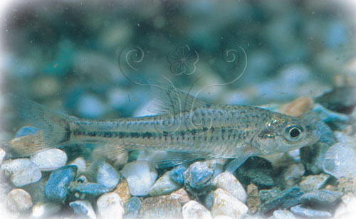 纖細的飯島氏麻魚，體長約6公分。