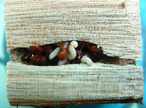 養菌甲蟲的窩，成蟲和幼蟲齊聚一堂，後方內壁上的黑色斑點即為甲蟲養殖的共生真菌。