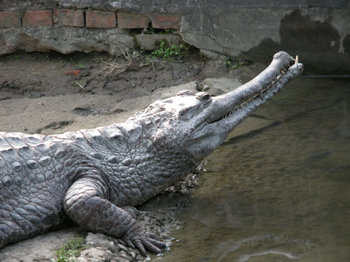 鱷類抬高吻部通常是順從的表示，常見於雌鱷及非優勢的雄鱷。