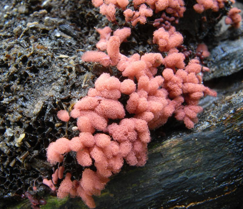 長在腐木上的一群暗紅團網菌
