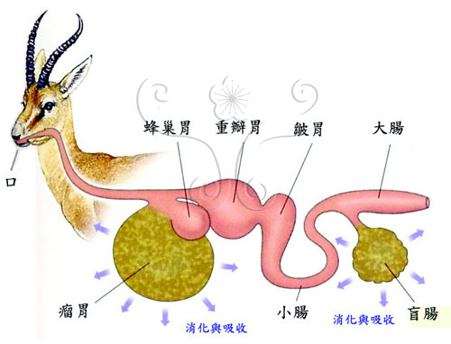 羊的胃部構造與反芻消化