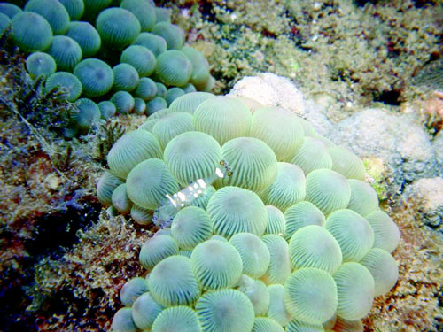 球觸手海葵和短脕小岩蝦