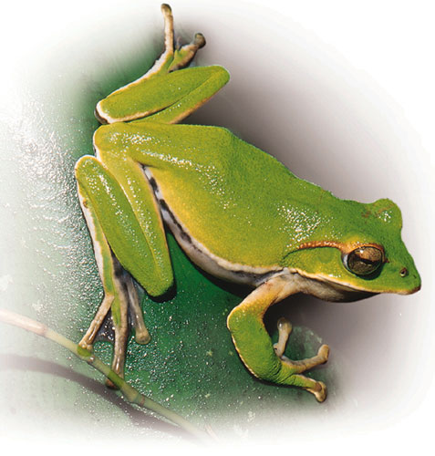 翡翠樹蛙是僅產於台灣北部山區的稀世珍寶
