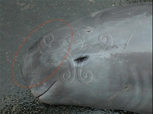 隸屬於齒鯨類的露脊鼠海豚，其位於頭部前方的額隆(紅虛線處)，是很重要的回聲定位系統的聲源部位。