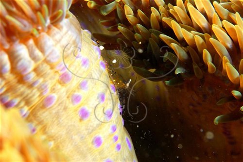 與海葵共生，體色透明的短腕岩蝦
