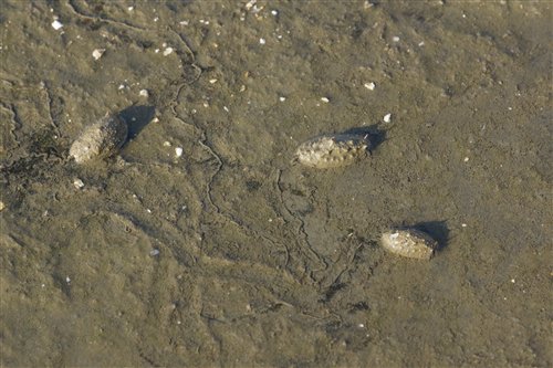 牡蠣殼灘地上的3隻石蟥