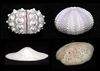 一般正型或歪型海膽的體殼，都癒合成一個固定形狀的內殼