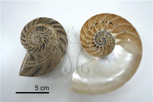 化石與現生鸚鵡螺的半切面