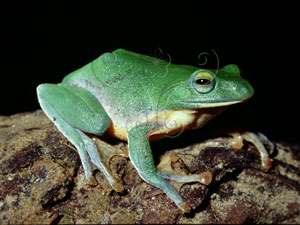 台北樹蛙Taipei treefrog