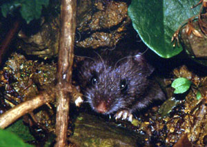 台灣森鼠Formosan field mouse