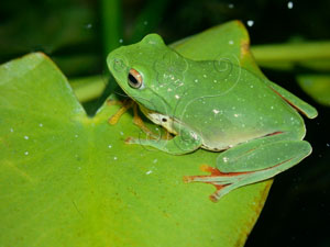 莫氏樹蛙Moltrechti's green treefrog