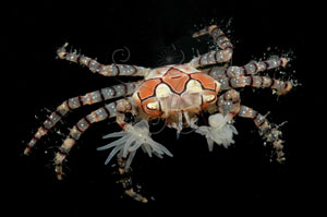 <i>Lybia tessellata</i>花紋細螯蟹