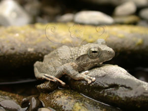 日本樹蛙&&Japanese Buerger's frog