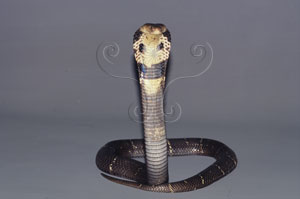 眼鏡蛇&&Common Cobra